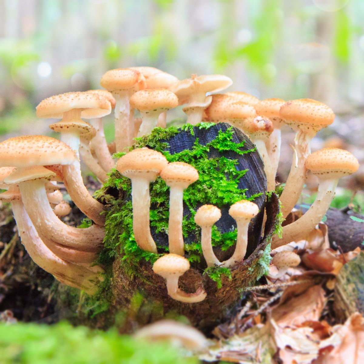 Get Rest, Jesus, Christ, God, HolySpirit, Christian, Bible, WordofGod, Scripture, Biblestudy, Spiritualgrowth, Pray, Prayer, Faith, Truth, Peace, Rest, Joy, Freedom, Grace, Encouragement, Hope, InHisPresence, Godspresence